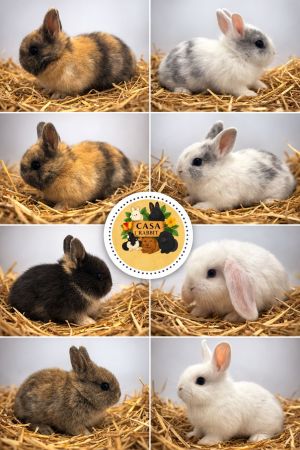 בית הארנב - Casa Rabbit המכרסמים הקטנים שלנו  ננסי הולנדי
