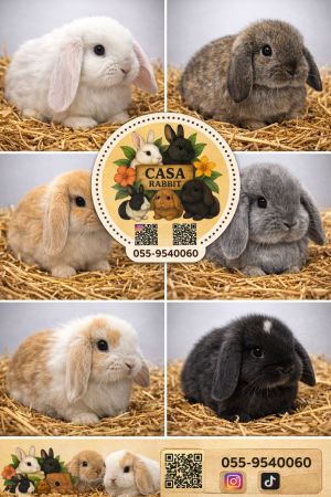 בית הארנב - Casa Rabbit המכרסמים הקטנים שלנו  מינילופ